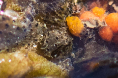 Metandrocarpa taylori