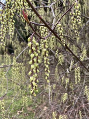 Stachyurus