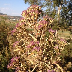 Chromolaena pulchella