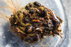 Metandrocarpa taylori