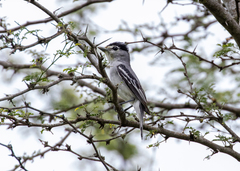 Pachyramphus albogriseus