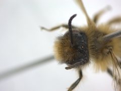 Andrena