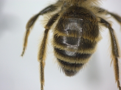 Andrena
