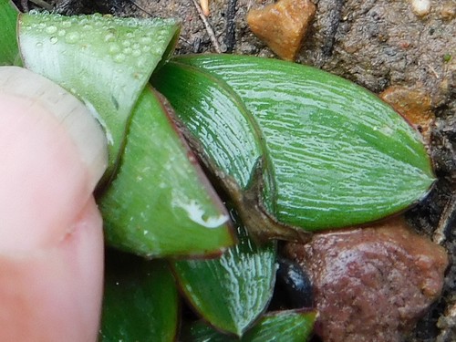 Ledebouria weberi