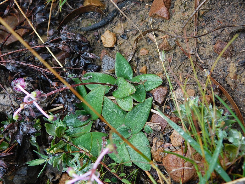 Ledebouria weberi, Potters Trail Greyton, 7233, South Africa
