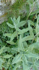 Cynoglossum creticum
