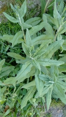 Cynoglossum creticum