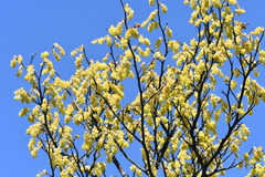 Corylopsis sinensis