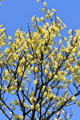 Corylopsis sinensis