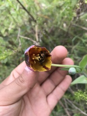 Calochortus purpureus