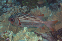 Myripristis violacea