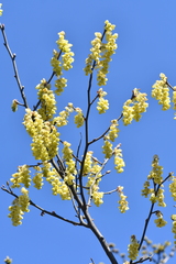Corylopsis sinensis