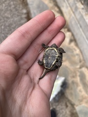 Emys orbicularis hellenica