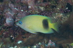 Plectroglyphidodon johnstonianus