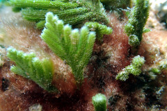 Caulerpa muelleri
