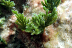 Caulerpa muelleri