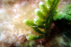Caulerpa muelleri