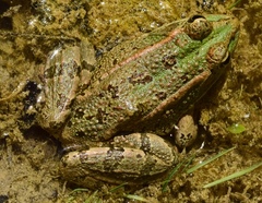 Iberian Water Frog photo 5