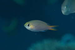 Pycnochromis acares