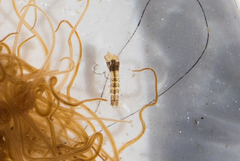 Synaptotanais notabilis