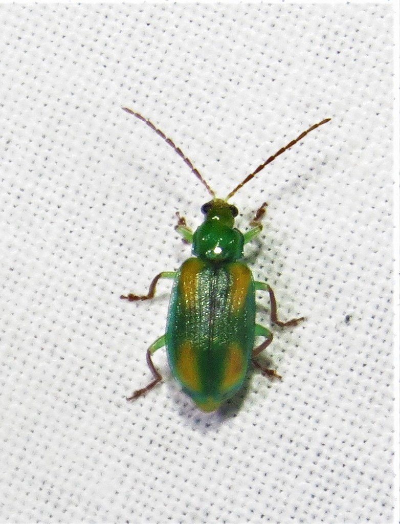 Diabrotica porracea