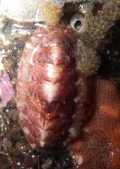 Boreochiton beringensis