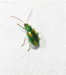 Diabrotica porracea