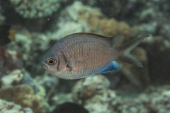 Chromis alpha