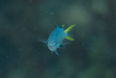Chromis