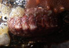 Boreochiton beringensis