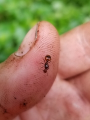 Chelaner antarcticus