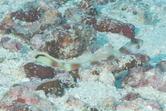 Amblyeleotris ellipse