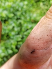 Chelaner antarcticus