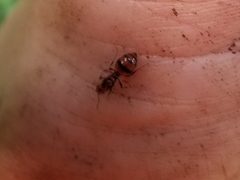 Chelaner antarcticus