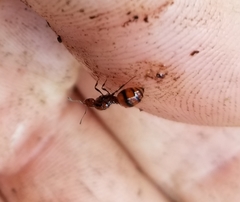 Chelaner antarcticus