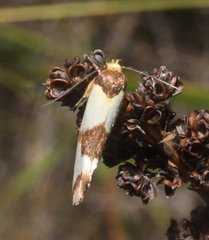 Prepocosma schalidota