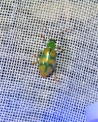 Diabrotica curvipustulata