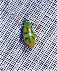 Diabrotica curvipustulata