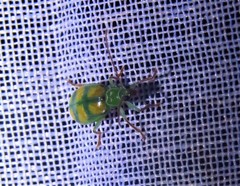 Diabrotica curvipustulata