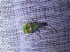 Diabrotica curvipustulata