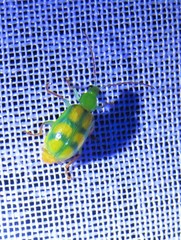 Diabrotica curvipustulata