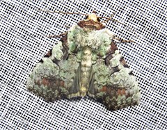 Perigea glaucoptera