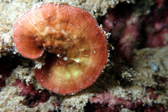 Sonderophycus coriaceus