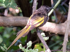 Drepanorhynchus reichenowi