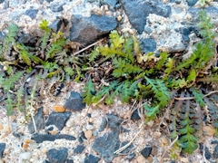 Lepidium tenuicaule