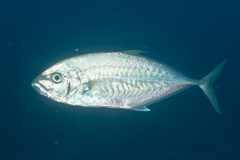 Craterognathus plagiotaenia