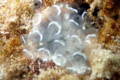 Polycitoridae