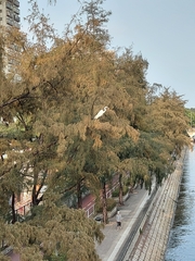 Ardea alba