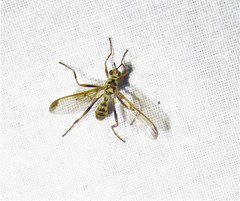 Leptopyrgota