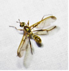 Leptopyrgota